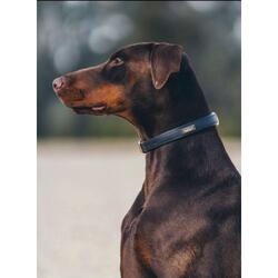 Collier de chien Royal Classic - Equestrian Stockholm