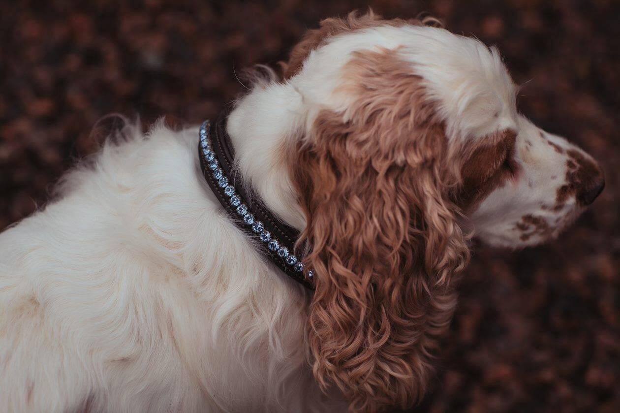 Collier pour chien Equestrian Stockholm - Parisian Blue 1/1