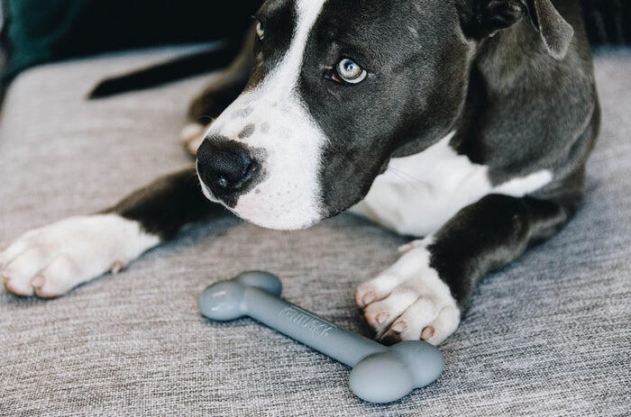 Jouet pour chien silicone Os  - Kentucky 4/5