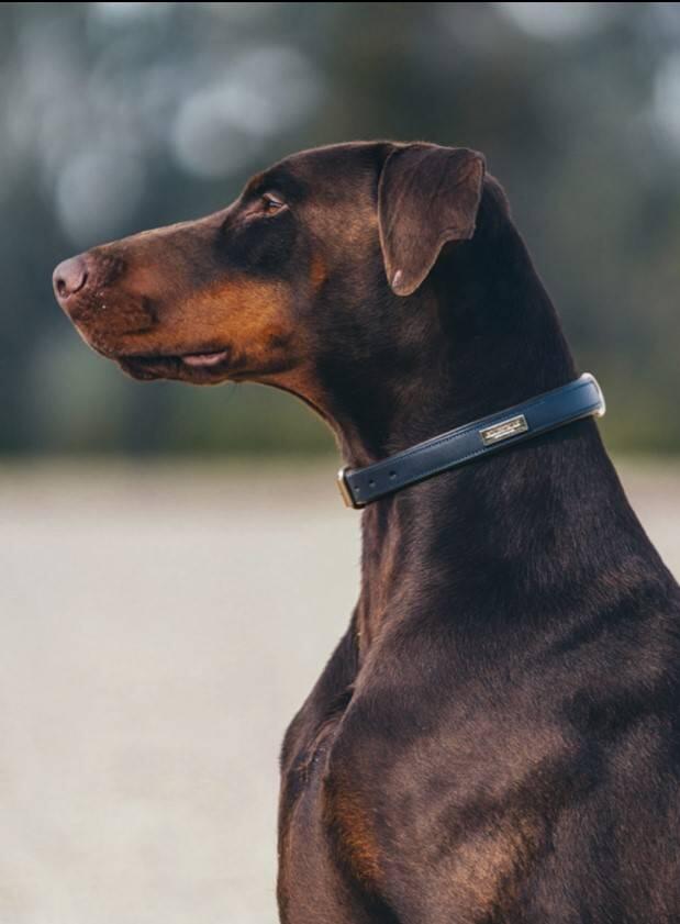 Collier de chien Royal Classic - Equestrian Stockholm 1/1