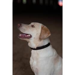 Collier pour chien Clean Black Raven - Equestrian Stockholm