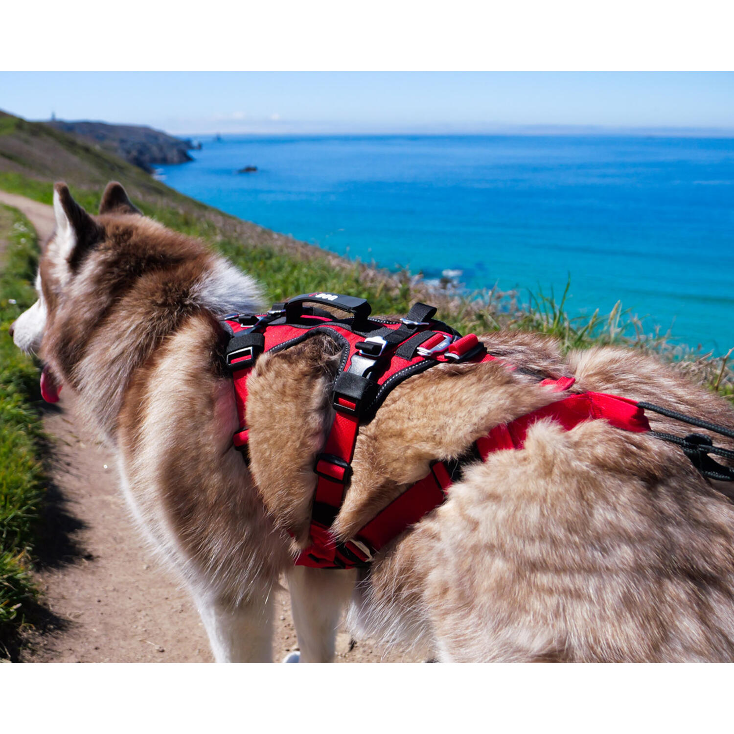 Harnais pour chien canirandonnée, canitrail CONFORT TREK 6/8