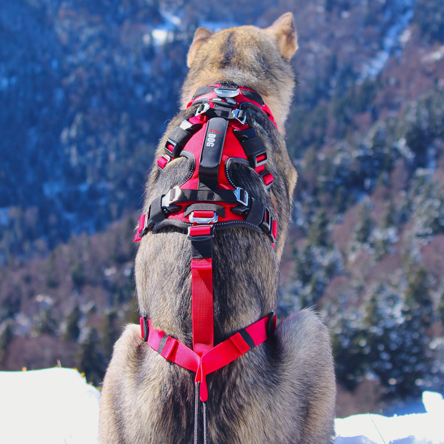 Harnais pour chien canirandonnée, canitrail CONFORT TREK 7/8