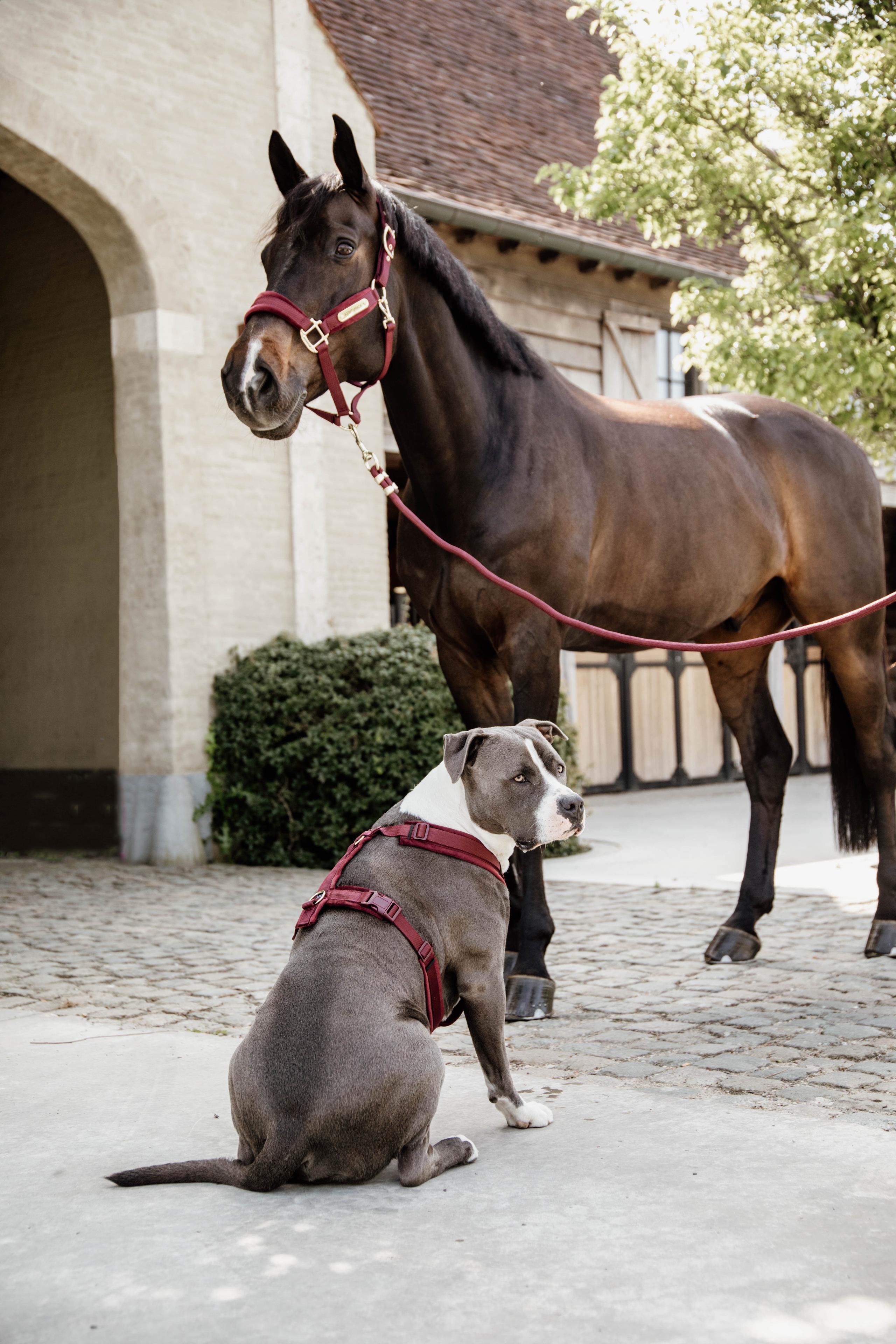 Lunghina cavallo Kentucky Basic 3/7