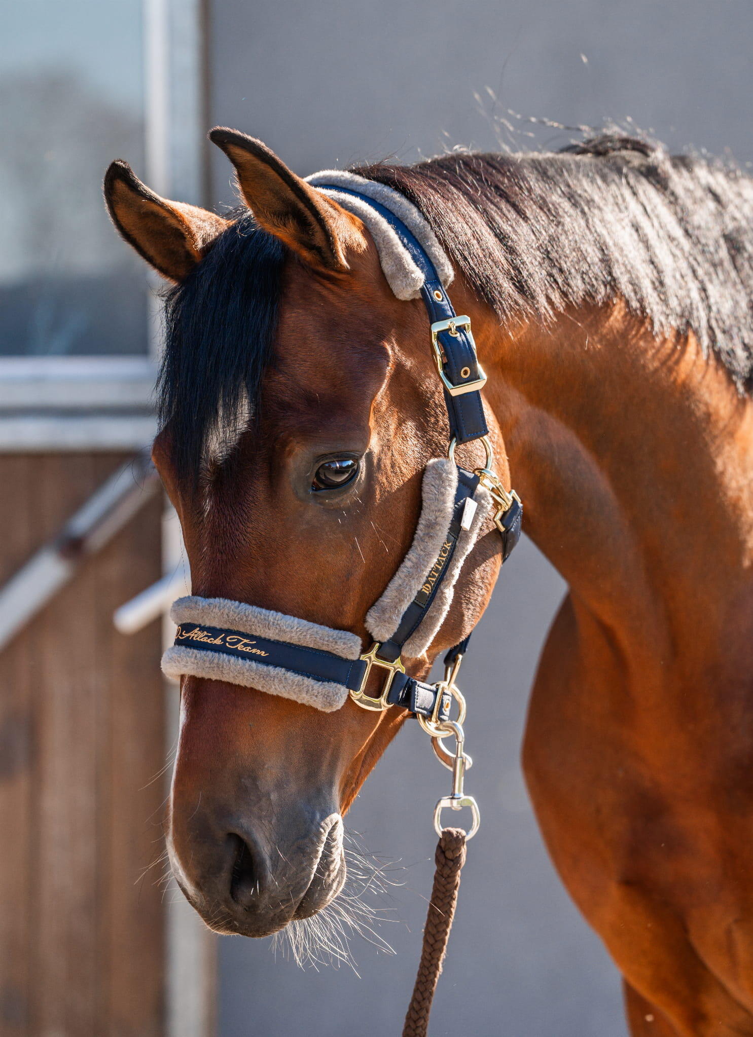 Licol pour cheval en fourrure JD Attack Miracle 2/2