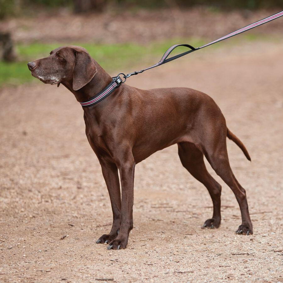 Reflective dog leash Weatherbeeta 2/2