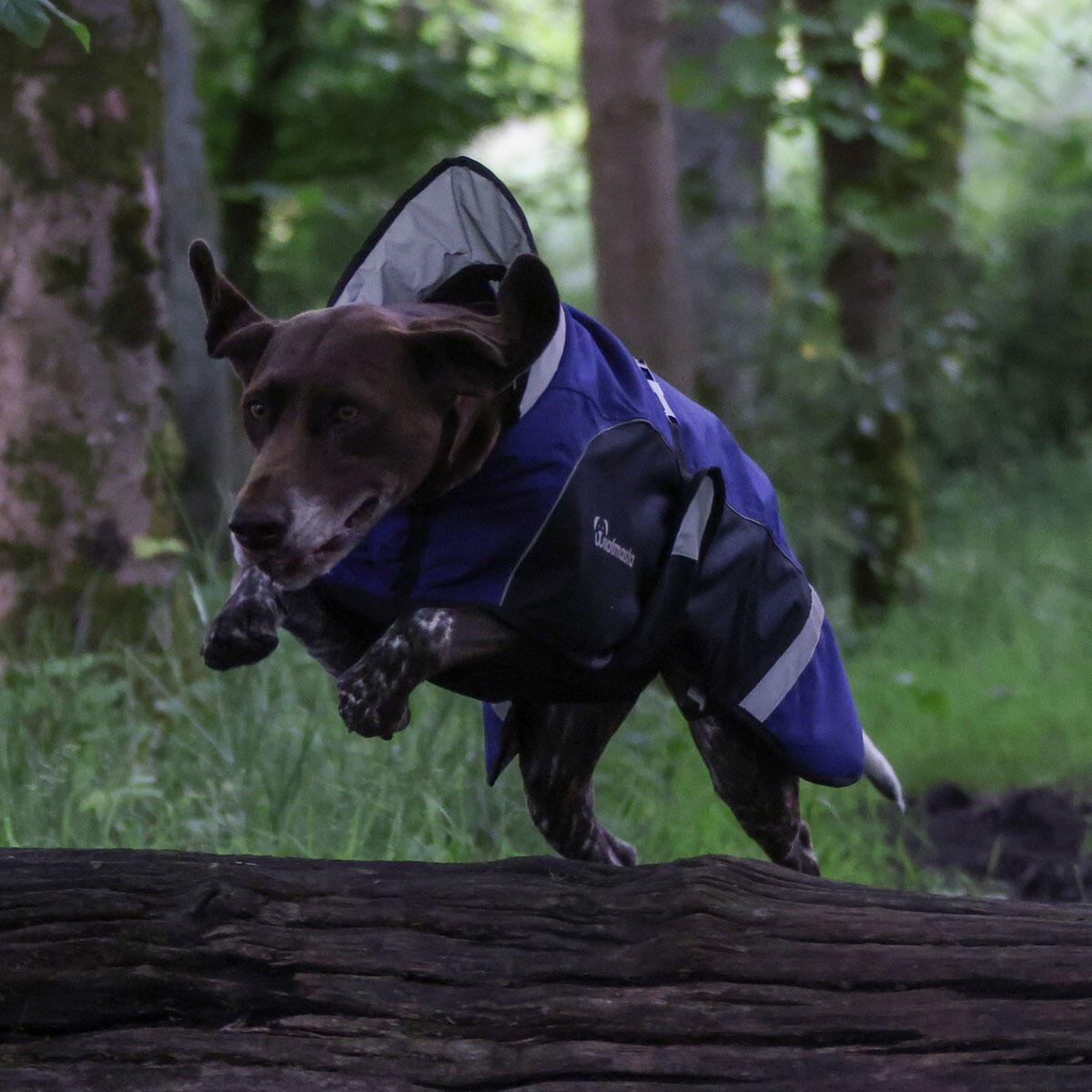 Woofmasta waterproof, breathable dog coat 6/7