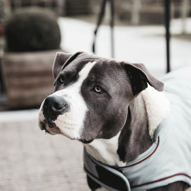Wasserdichter Hundemantel Kentucky 160g 4/7