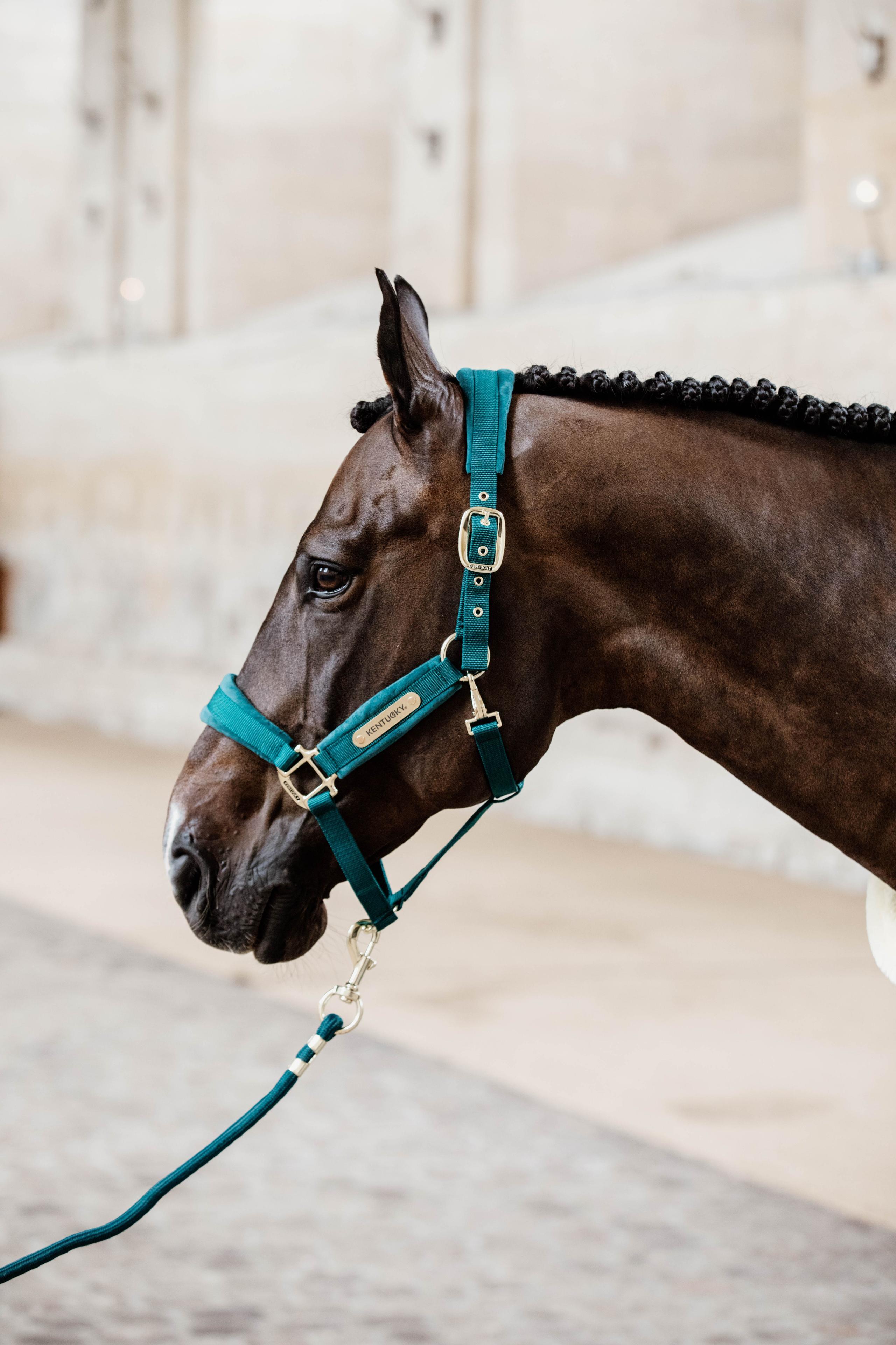 Paardenlijn rope smaragd 2m 4/7