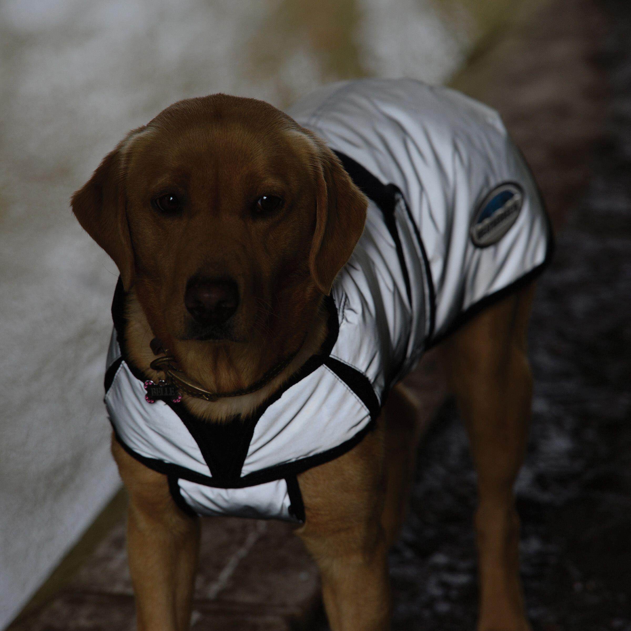 Manteau pour chien réfléchissant Weatherbeeta Comfitec moyen 3/5