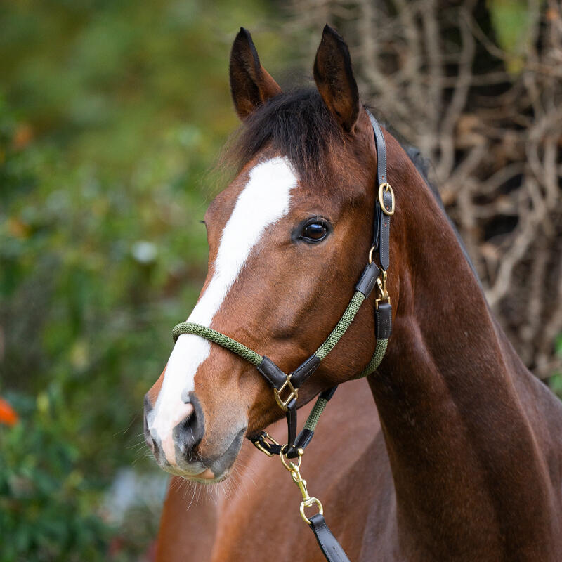 Licol pour cheval en cuir avec corde Kavalkade Cavo 2/3