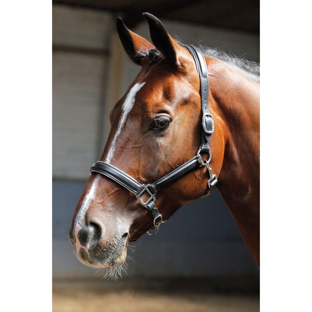 Lederen paardenhalster met bies Harry's Horse 2/2