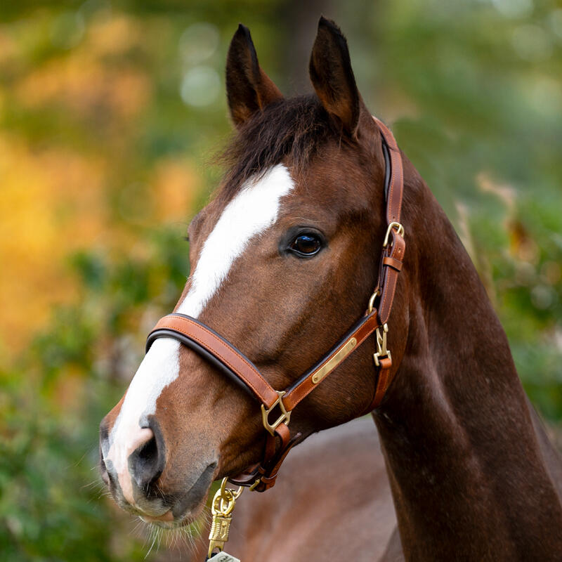 Halsband voor paard Kavalkade Cinta 2/5