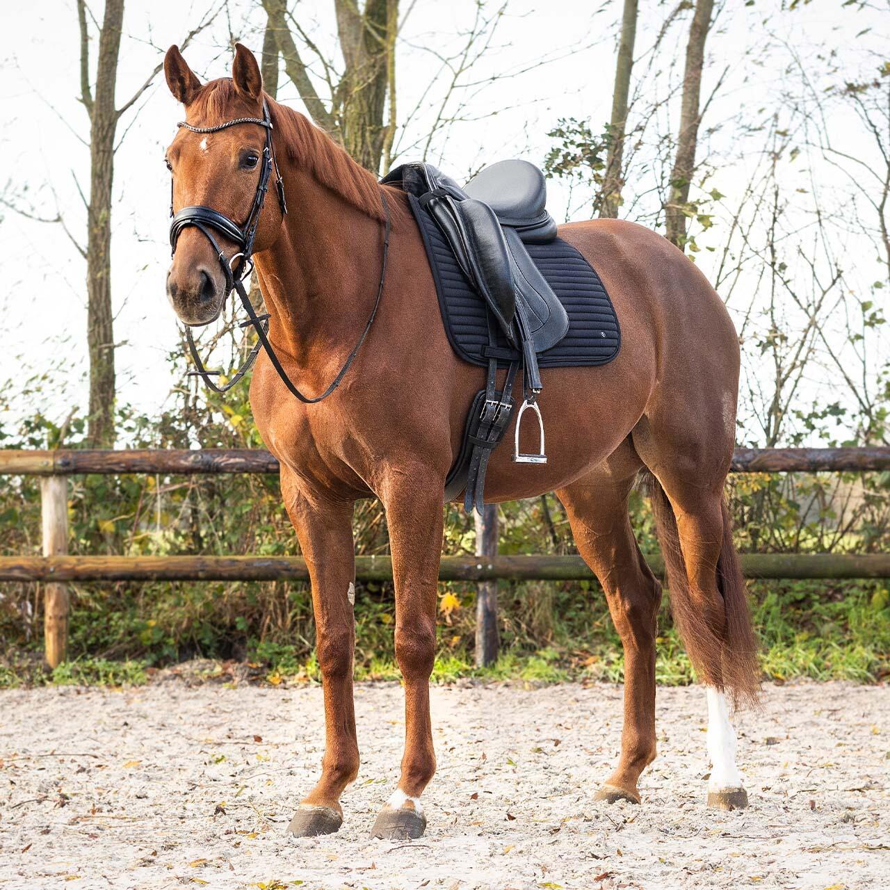 Satteldecke QHP Avélie 6/7