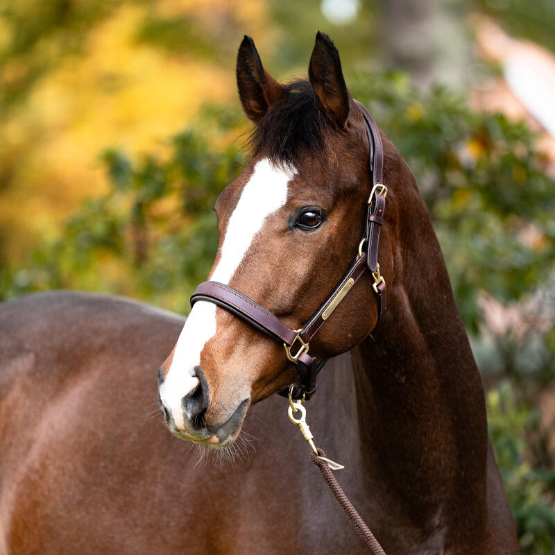 Halsband voor paard Kavalkade Cinta 2/5