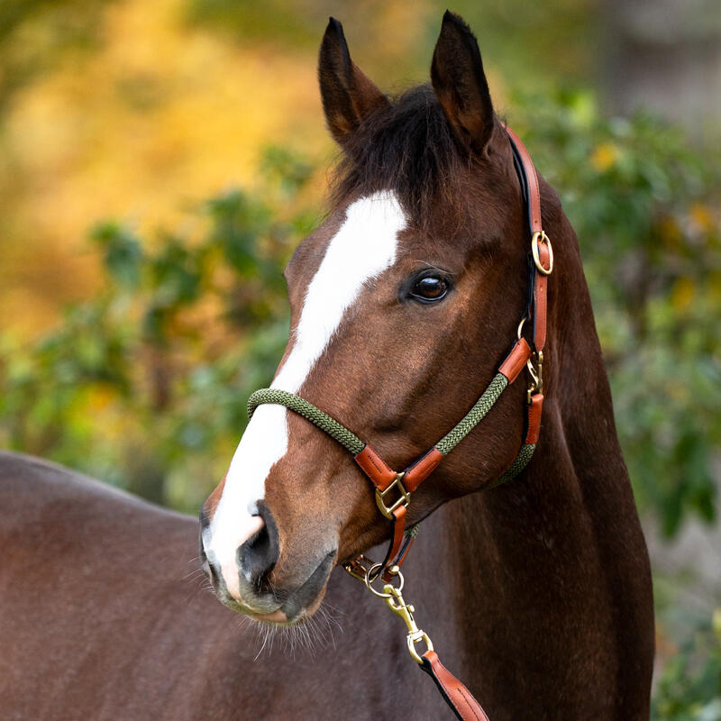 Licol pour cheval en cuir avec corde Kavalkade Cavo