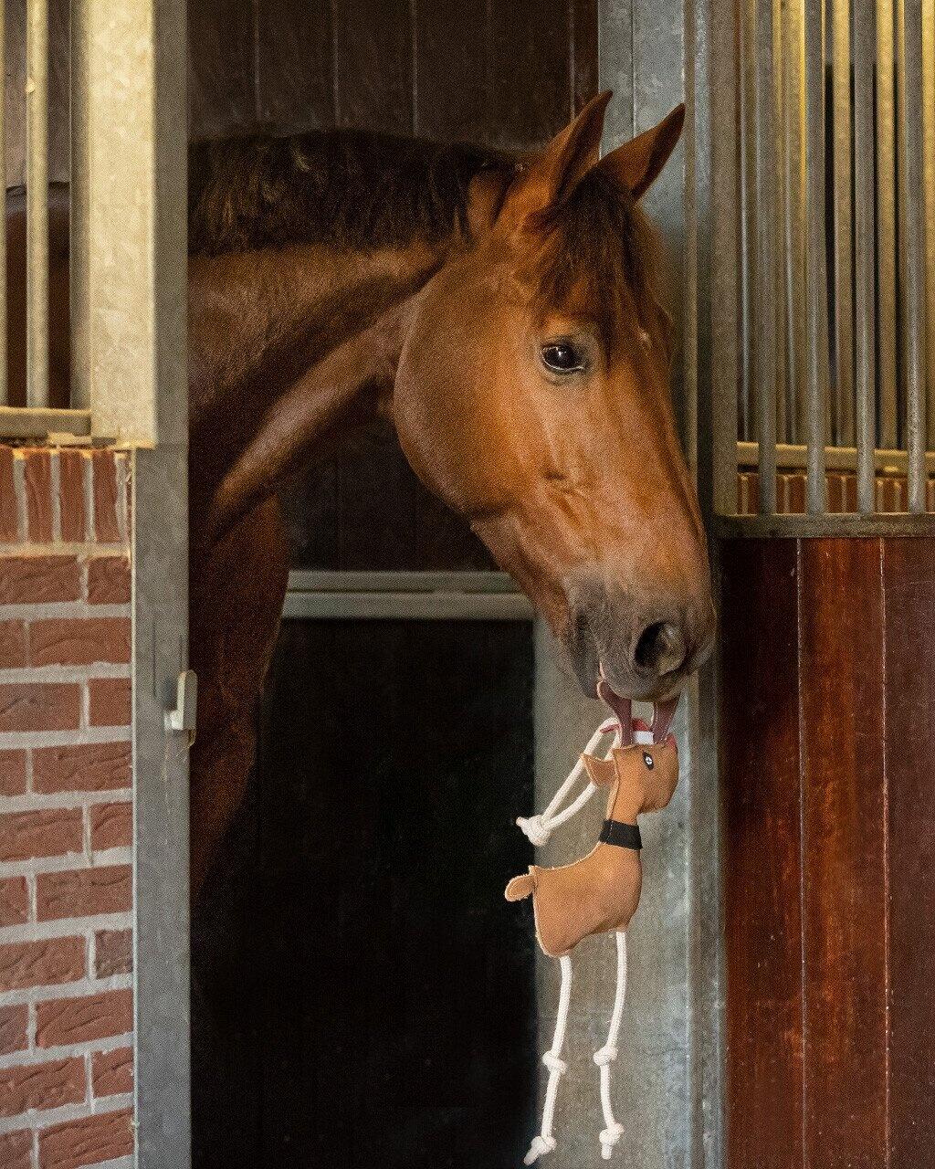 Rudolph, compagnon d'écurie du QHP 2/3
