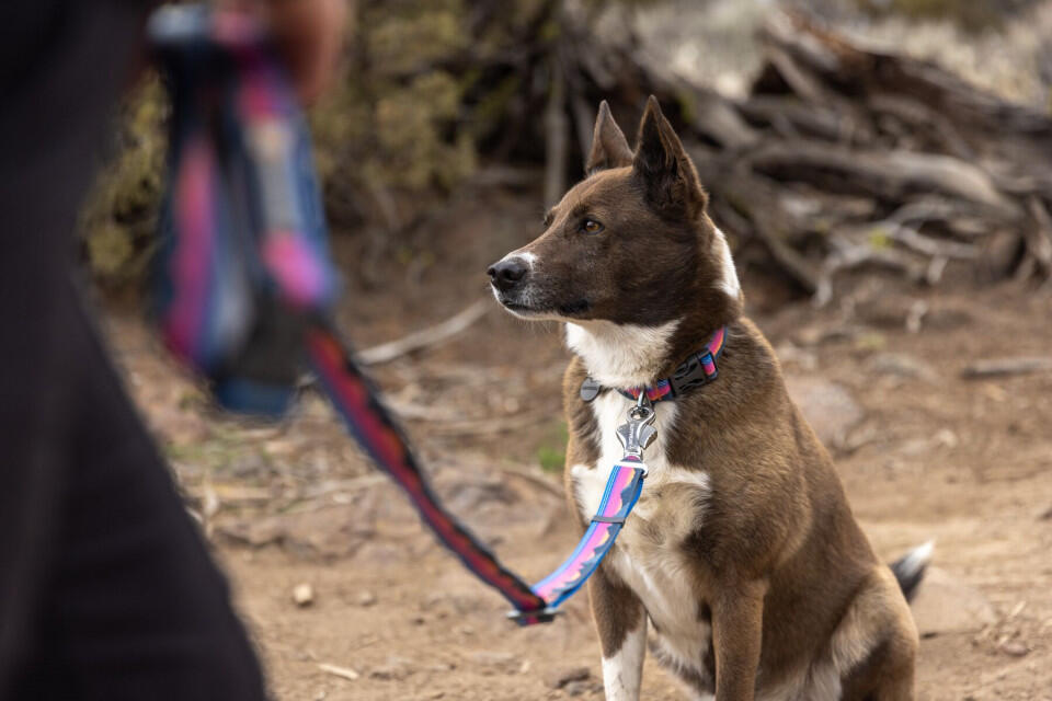 RUFFWEAR picture