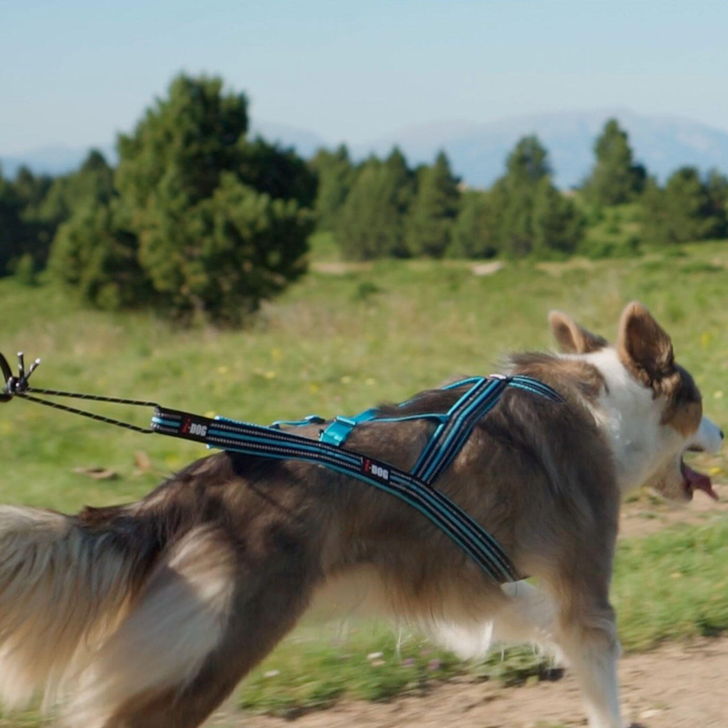 Arreios para cães I-DOG Canicross X-Baxk 3/6