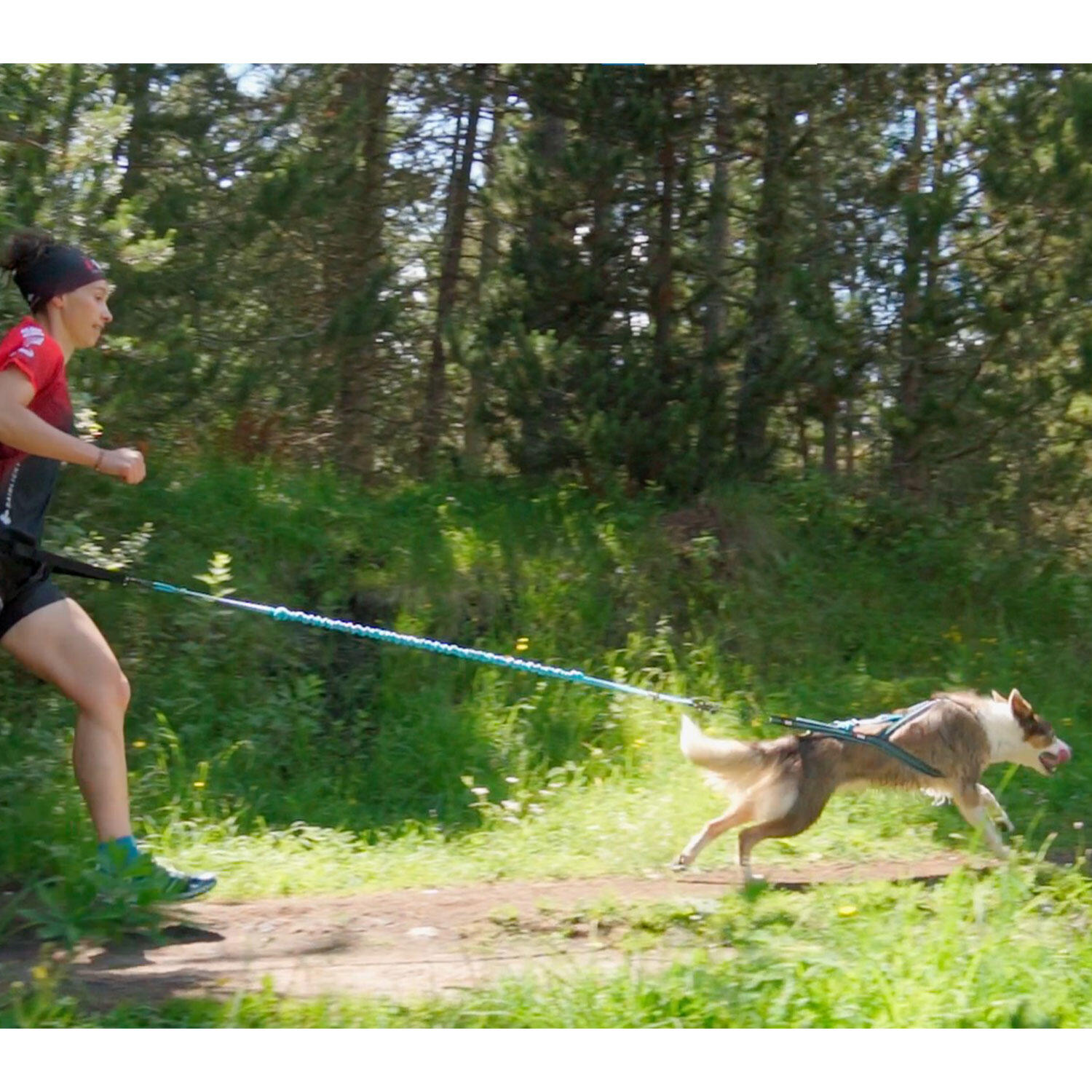 Arreios para cães I-DOG Canicross X-Baxk 4/6