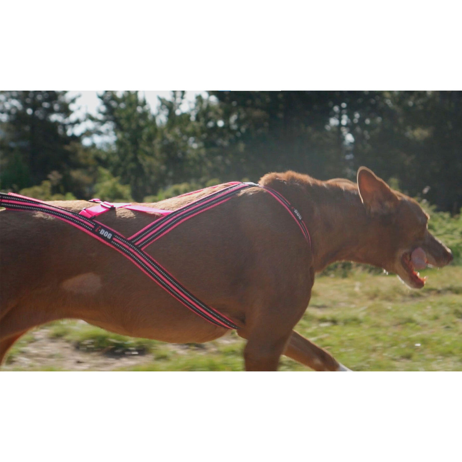 Harnais ONE X-BACK réglable pour courir avec son chien canicross, sport/loisirs 3/7