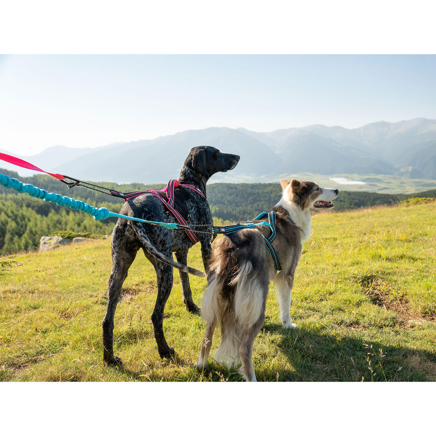 Lunga di trazione moschettone in alluminio I-DOG Canicross One 3/6