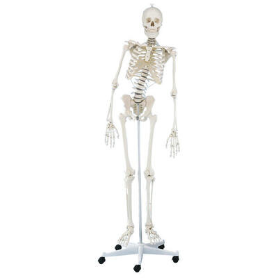 Skelettmodell Skelett Hugo. beweglich Schulsport Unisex