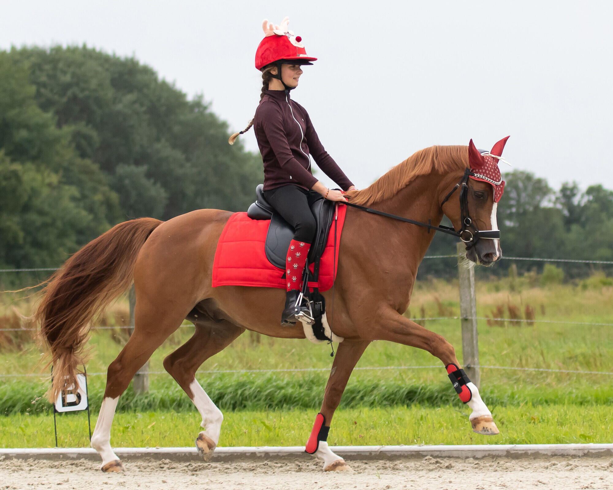 Paar Reitsocken QHP Noël (x2) 3/3