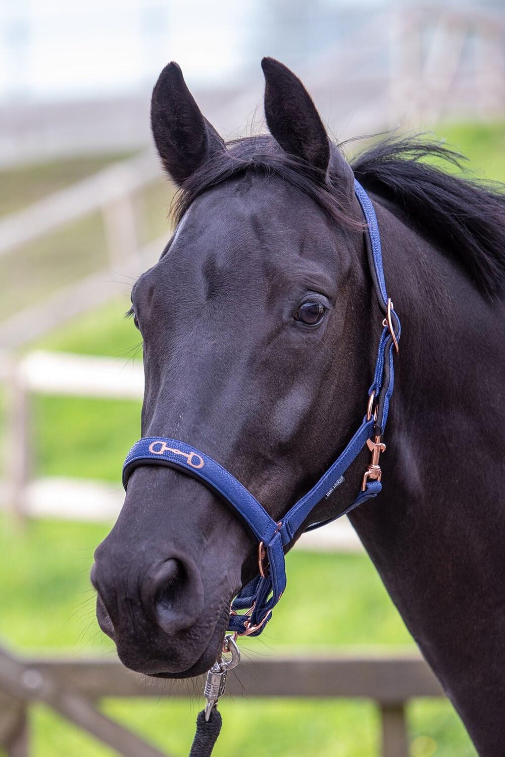 HARRYS HORSE Harry's Horse Halster Bit - Navy (Pony)
