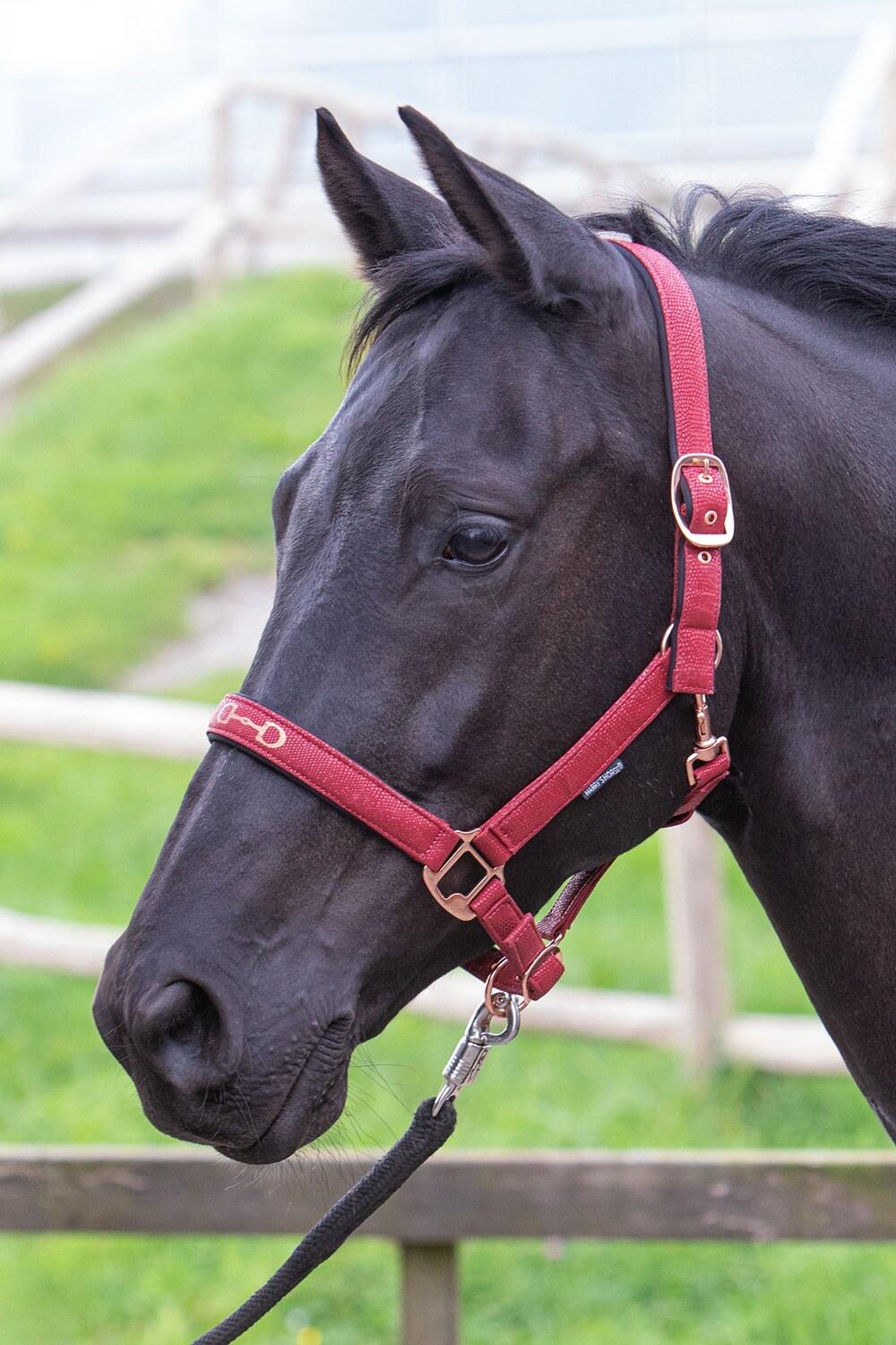 HARRYS HORSE Harry's Horse Halster Bit - Bordeaux (Cob)