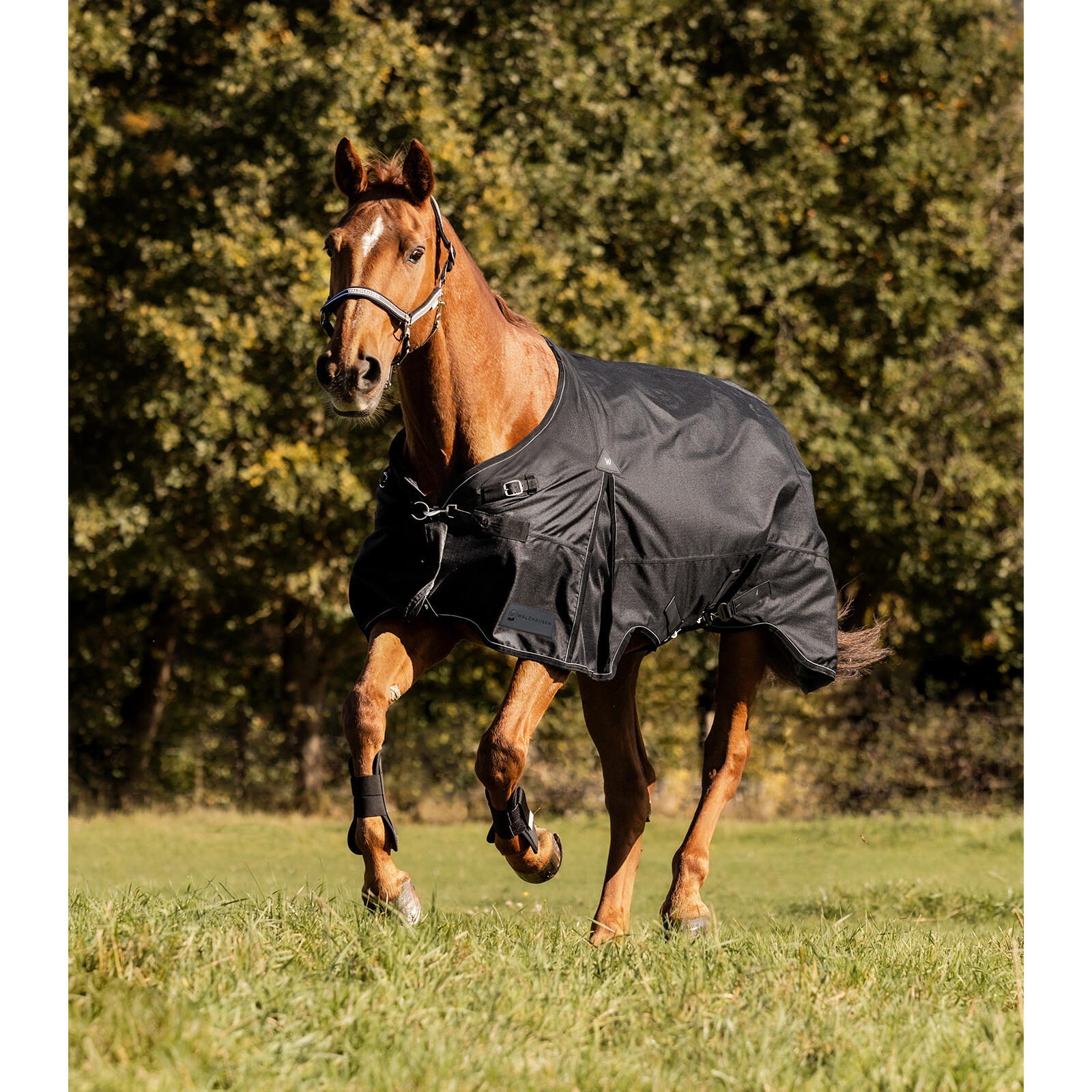 Couverture d'extérieur pour cheval Waldhausen Scandic Light 2/5