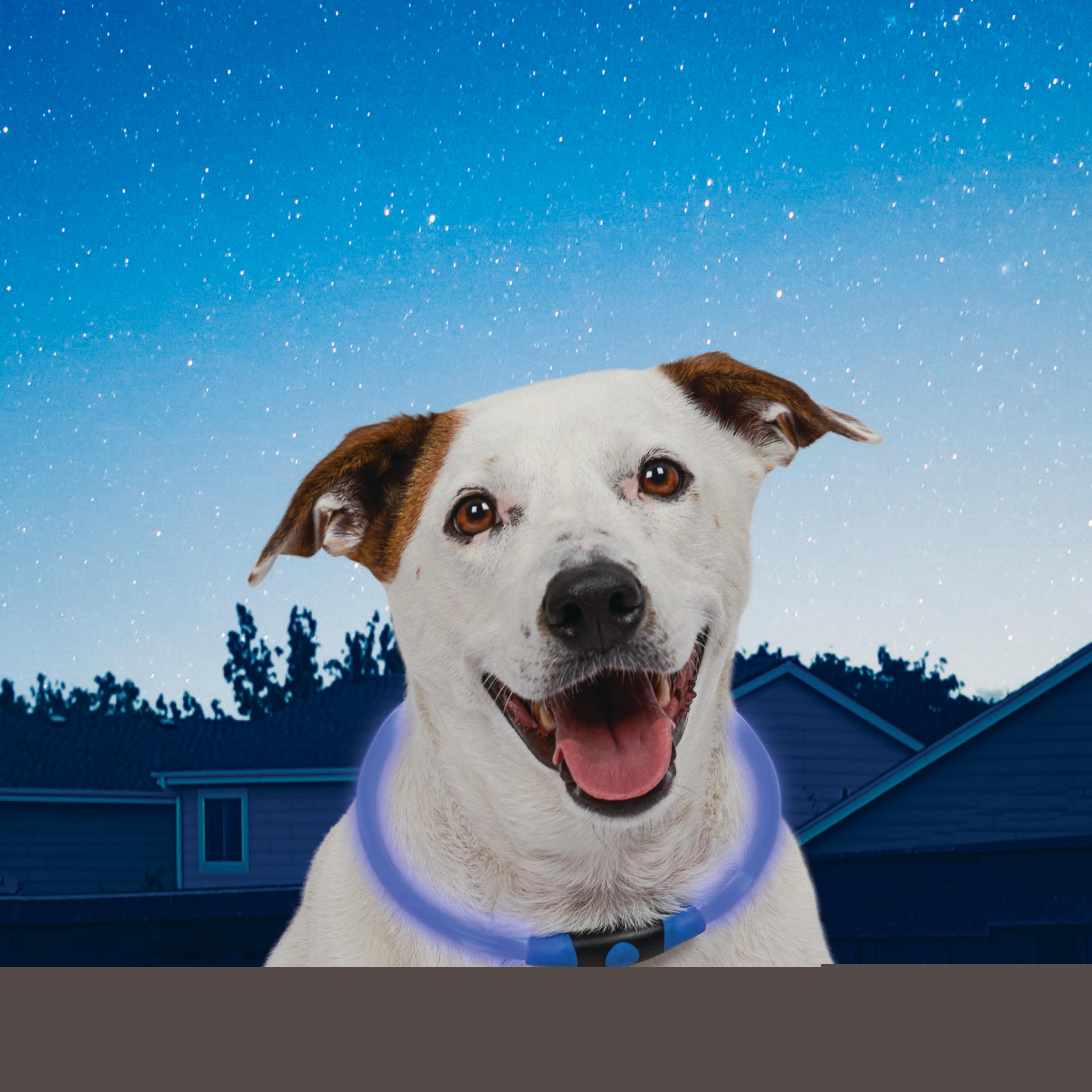 COLLAR NITEHOWL - COLLAR LED PERRO AJUSTABLE - AZUL 3/5