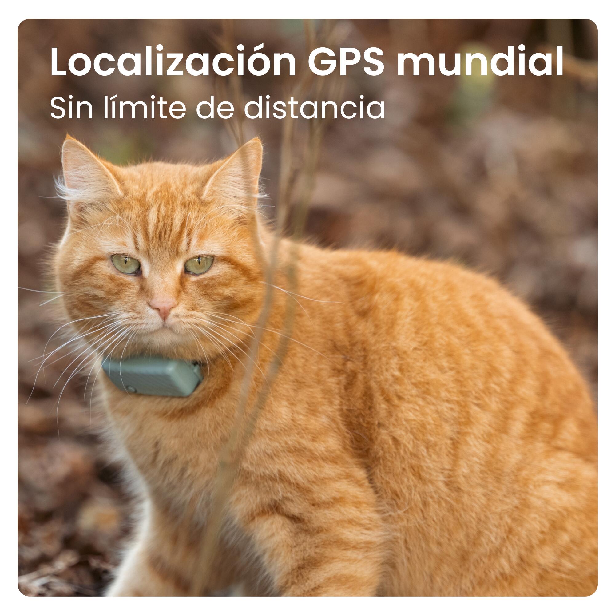 Localizador para gatos con Seguimiento de Actividad - Menta 2/7