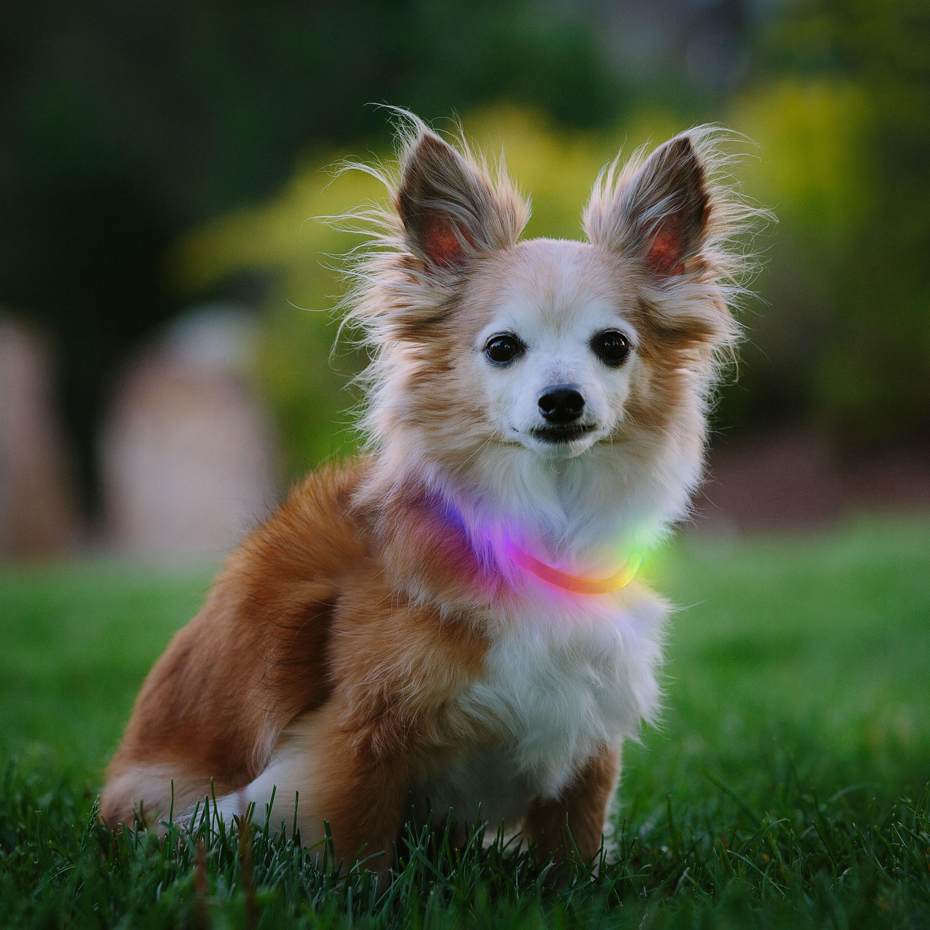COLLAR NITEHOWL RECARGABLE MINI- COLLAR LED PERRO RECARGABLE- MULTICOLOR 2/5