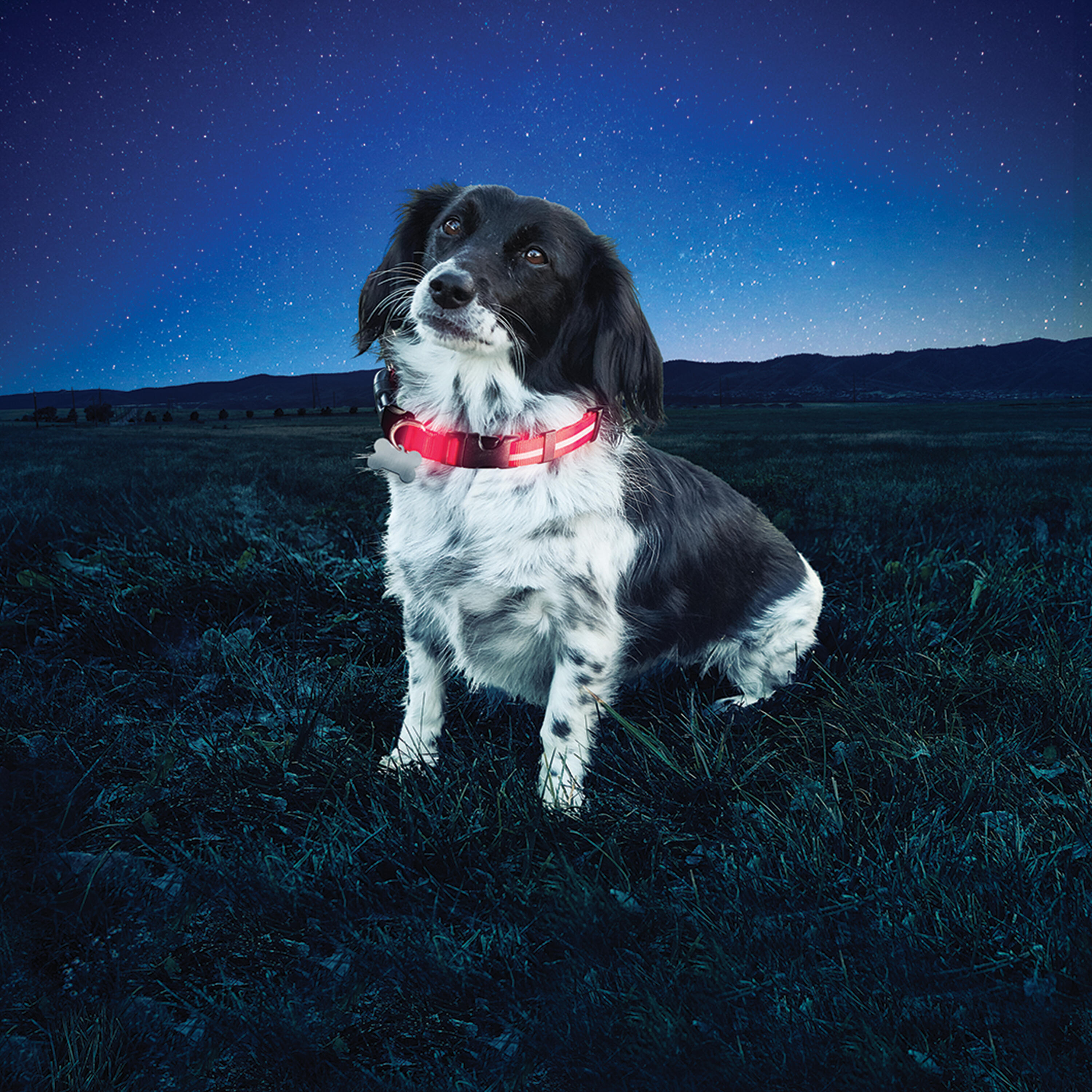 COLLAR NITEDAWG COLLAR- COLLAR PERRO CON LUZ LED INCORPORADA - TALLA S- ROJO 3/3