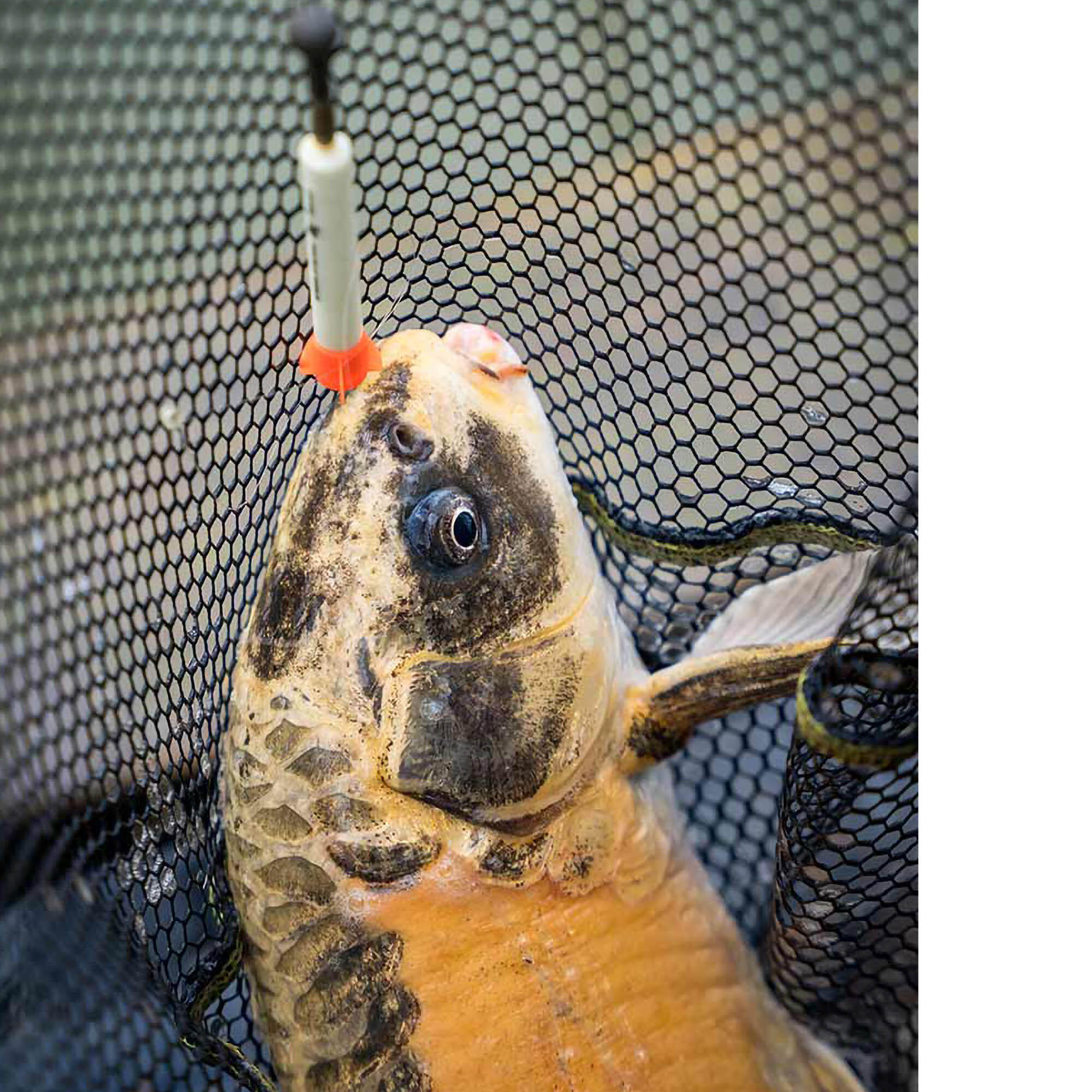 Fox Matrix Foam Pellet Waggler - Wagglerpose 5/7