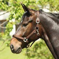 HORSE GUARD picture