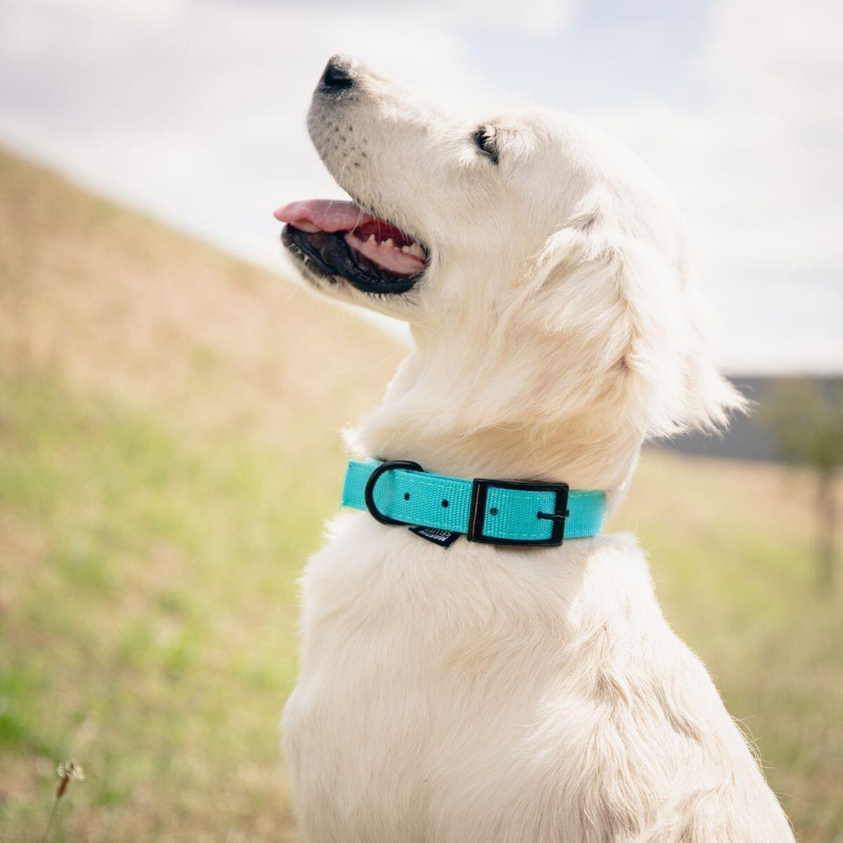 Komfort-Halsband für Hunde Martin Sellier 10-30 2/3