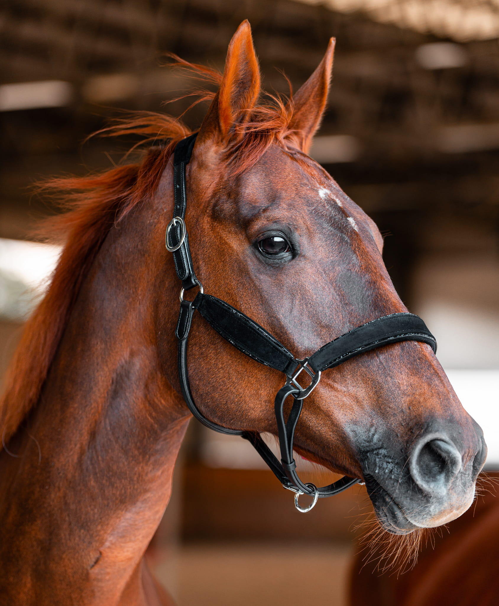 Leren halster voor paard JD ATTACK Velvet Dream 2/2