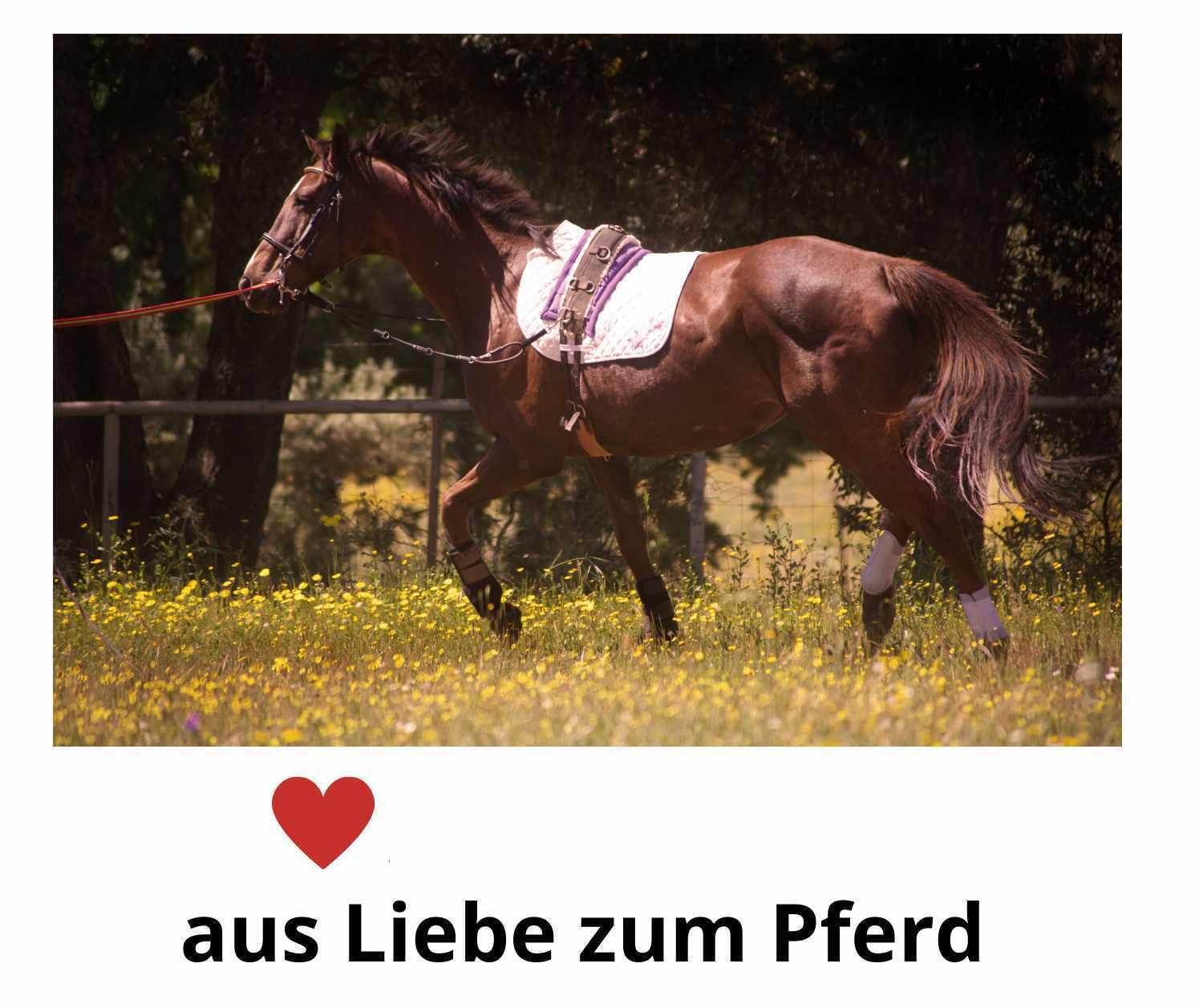 Amesbichler Reitsport EKKIA Kappzaum 4/4
