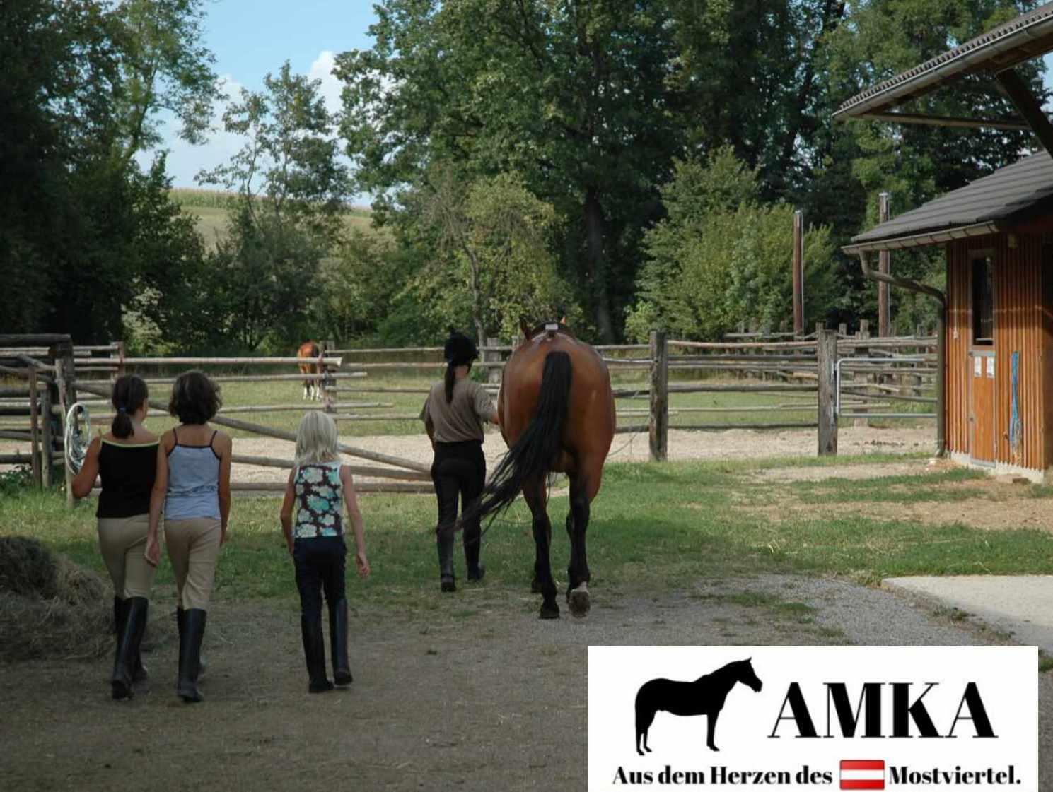 AMKA Hufraspel mit anatomisch geformten Griff 4/4