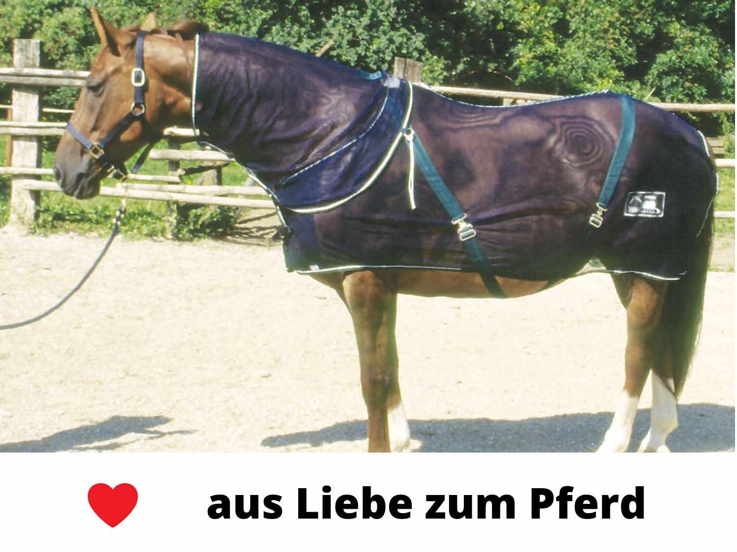 Harry`s Horse Fliegendecke 2/4