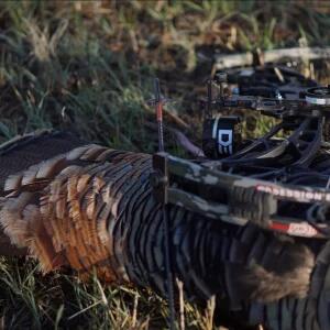 SWHACKER #258 HYBRIDE 125 GRAIN, 2,25" SNIJDING + 1" BLEEDER KOGEL 3/3