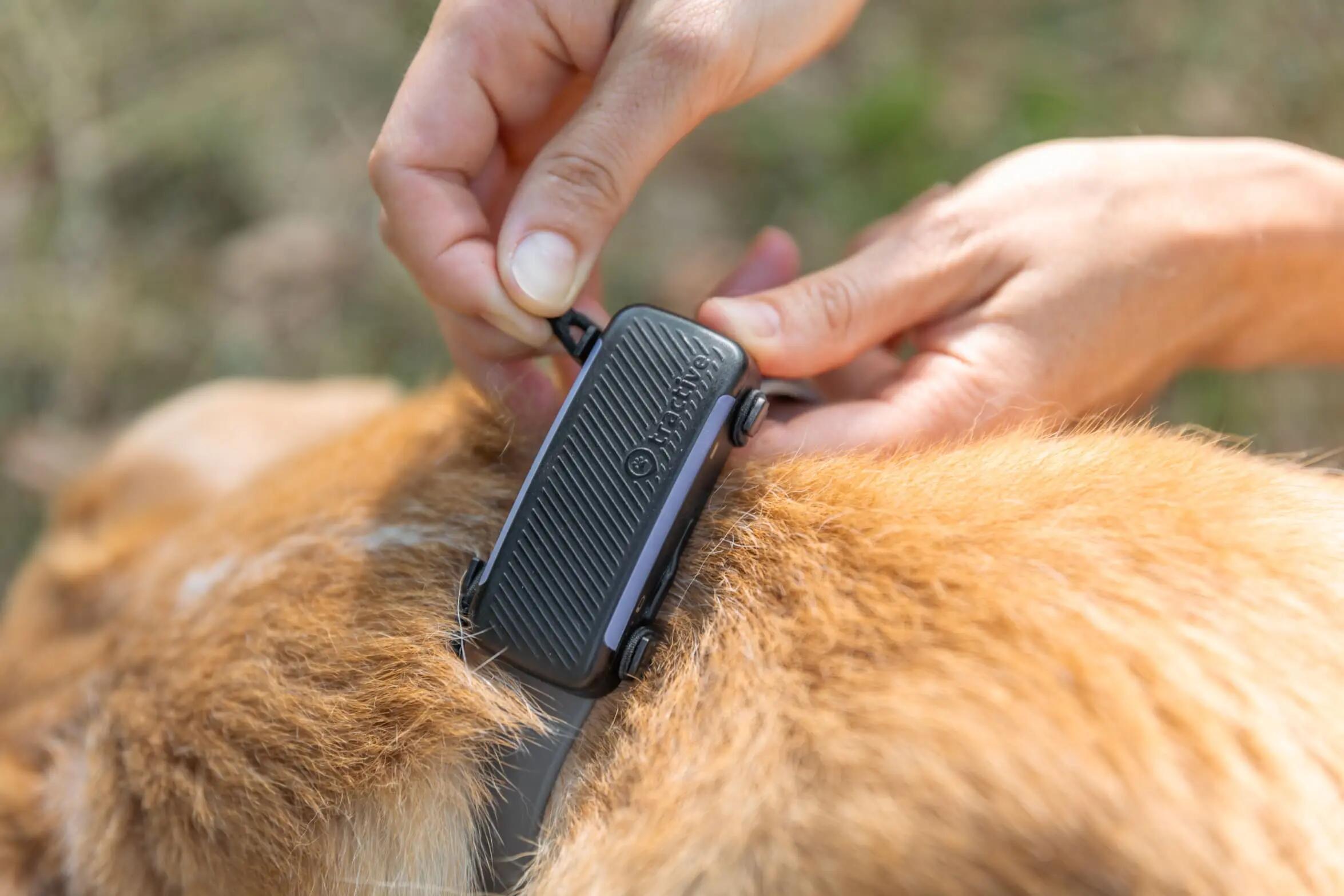 Tractive GPS Tracker Dog 6 Clip tessile S 2 pezzi 3/7