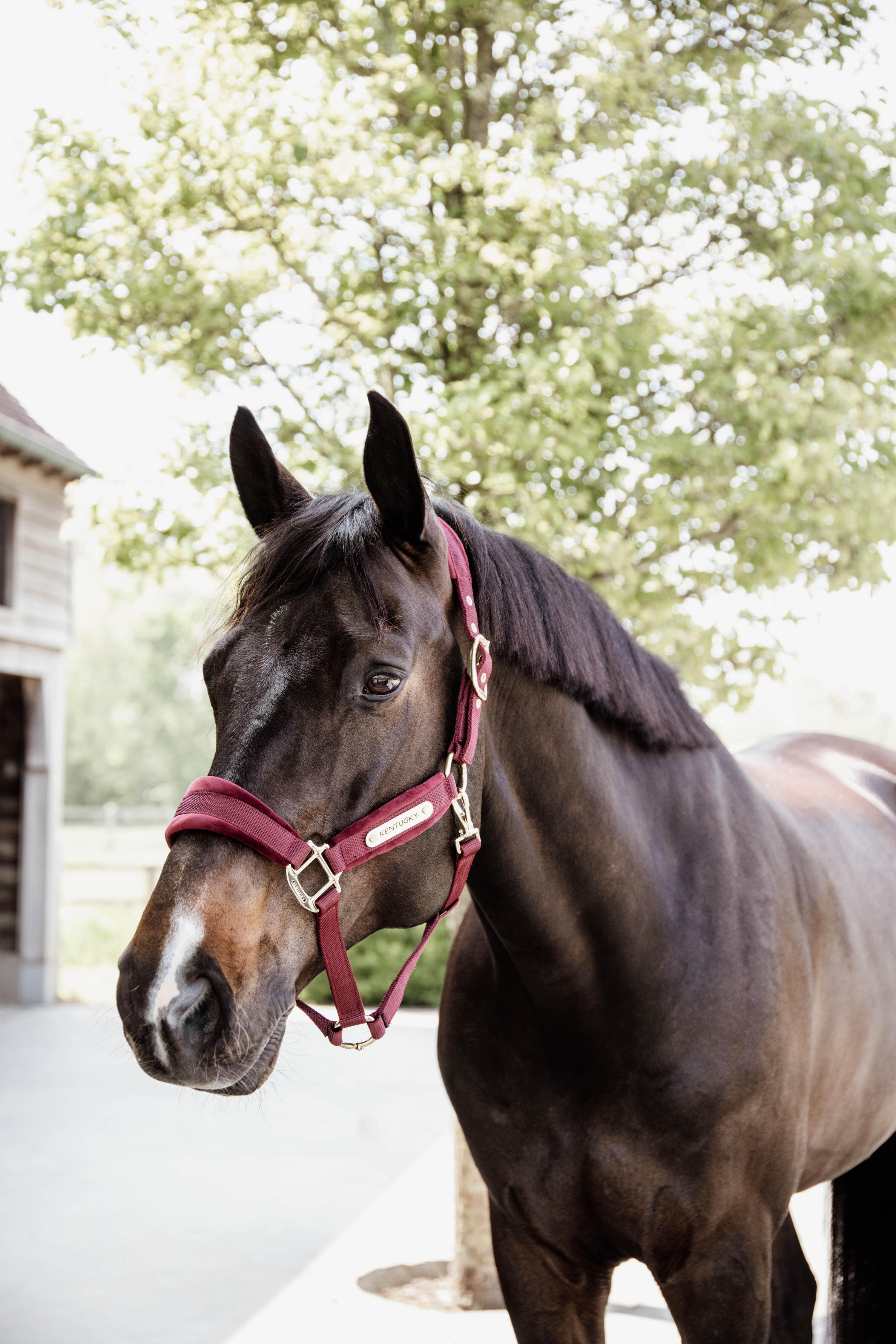 Licol velvet bordeaux cob 5/5
