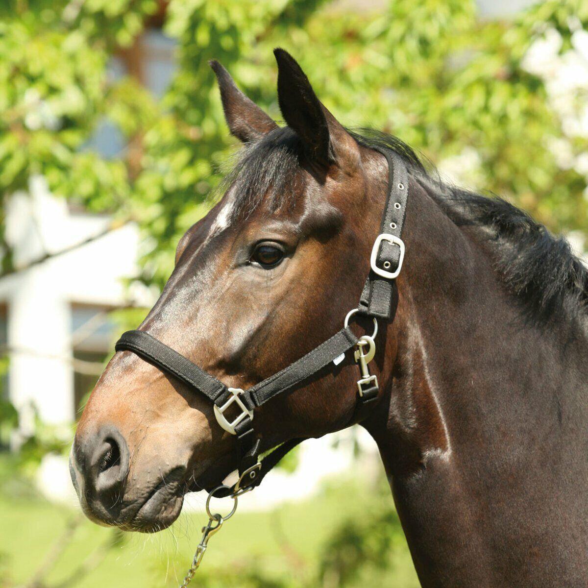 HORSE GUARD picture