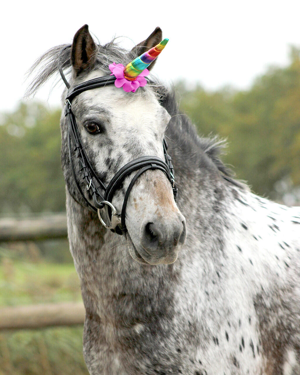QHP Corne de Licorne  - Arc-en-ciel 2/3