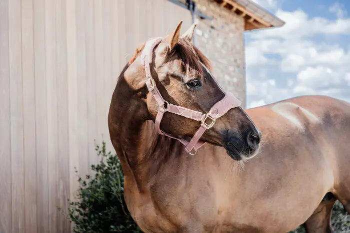 Licol Teddy fleece Vieux beige Pony 5/5