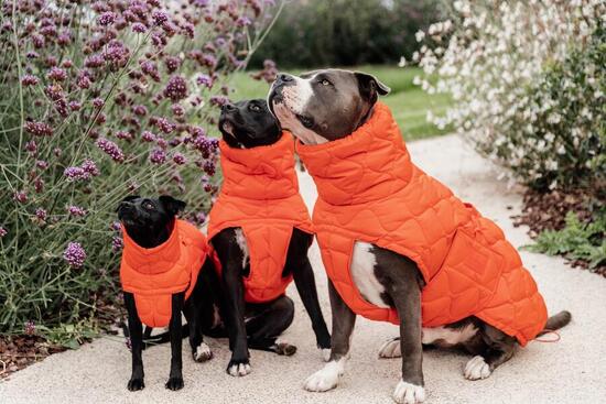 Hundemantel Kentucky Pina