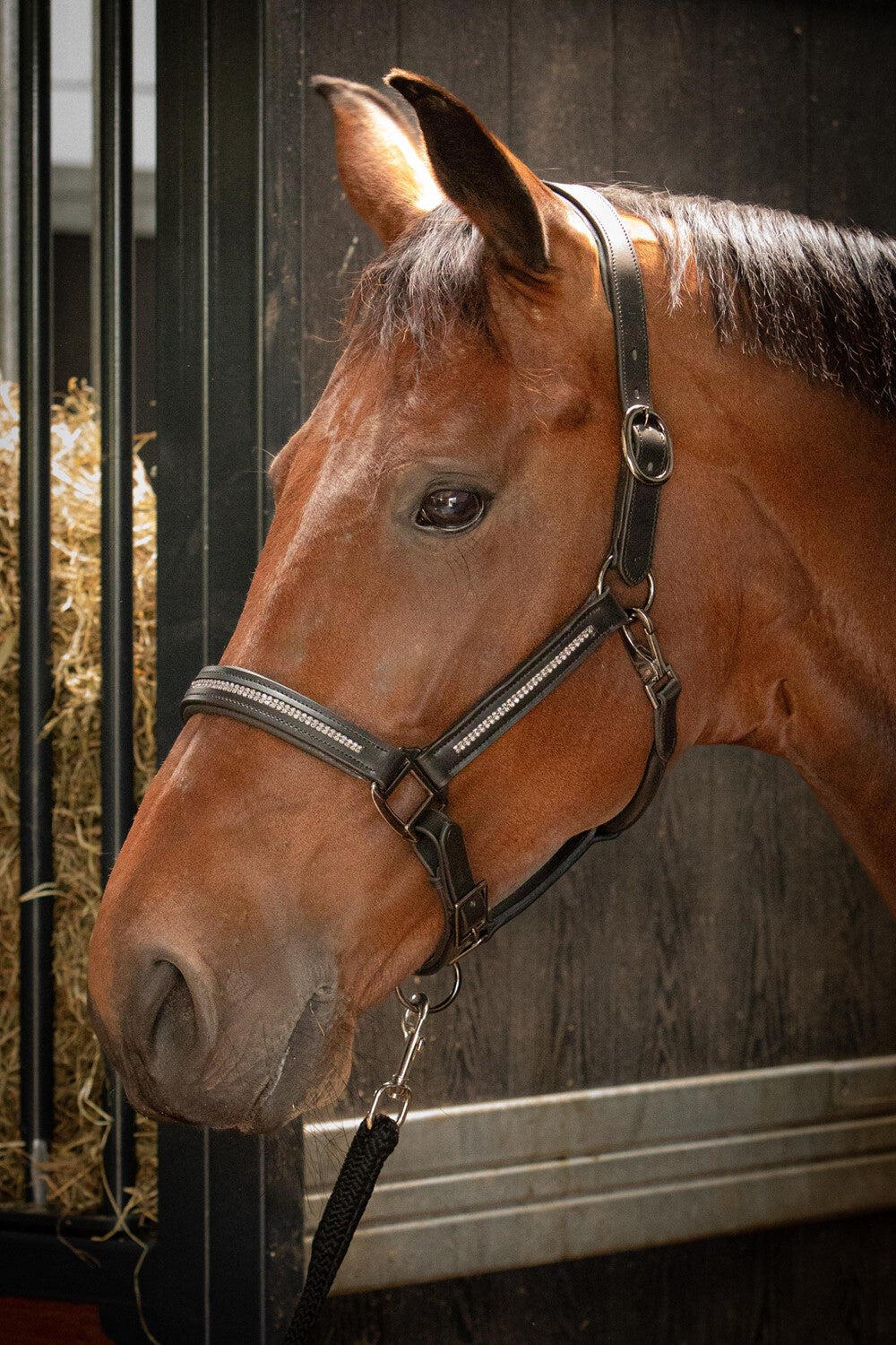 Lederhalfter für Pferde Harry's Horse Metallic 2/4